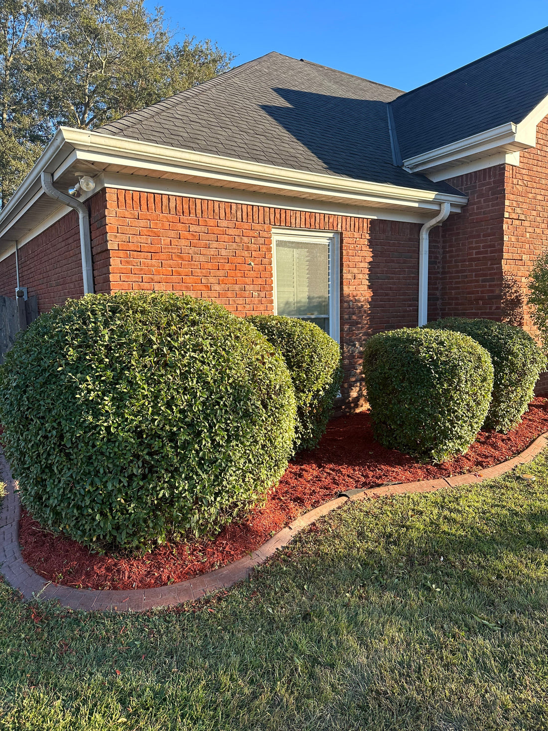 When and How Often to Trim Shrubs: A Practical Guide for a Thriving Landscape